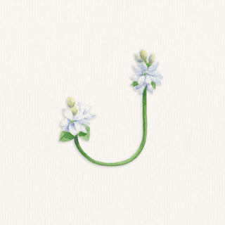 "J" for Jasmine Watercolor
